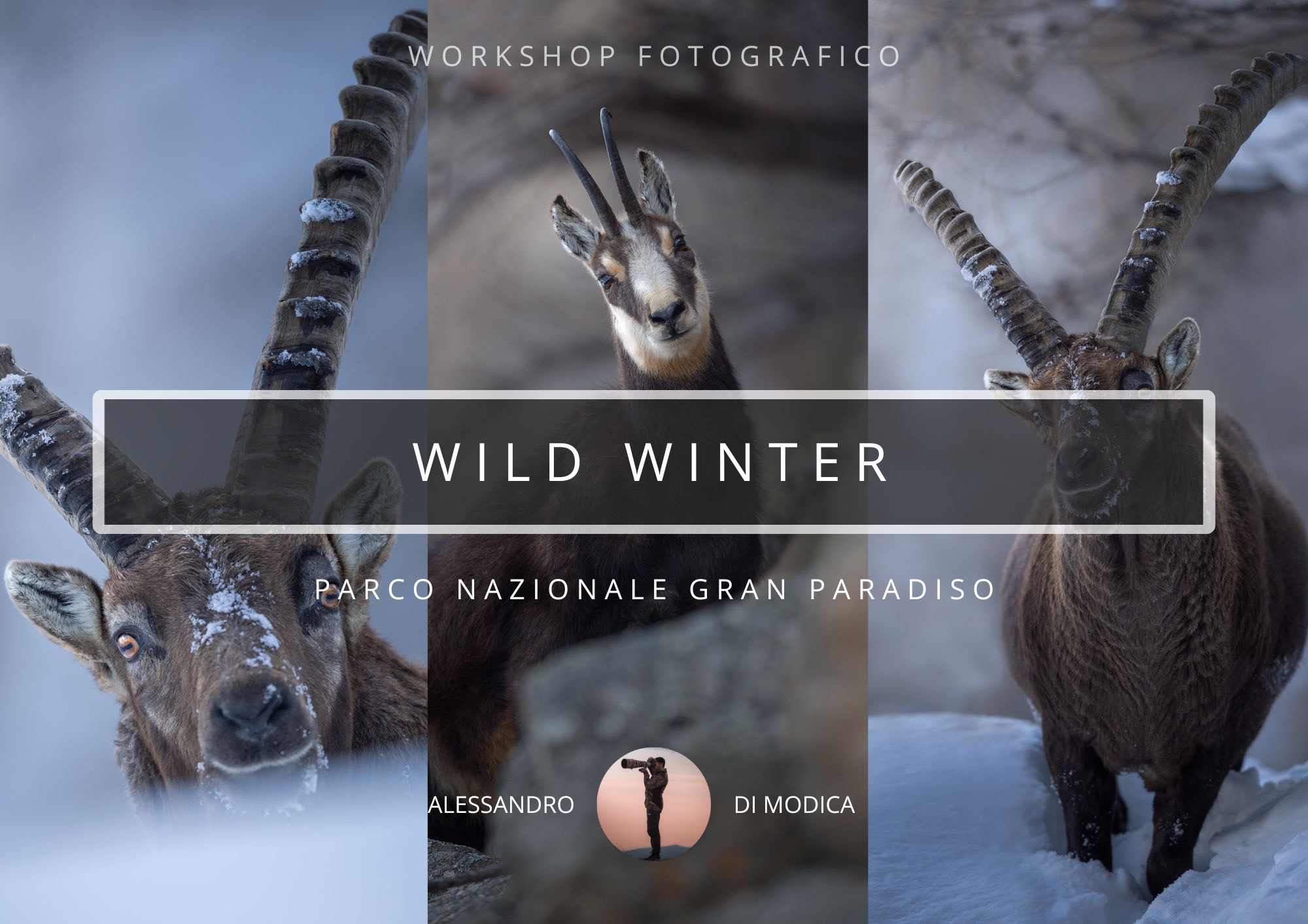 WILD WINTER 11-14 DECEMBER 2025